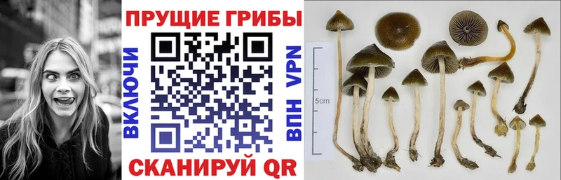 Псилоцибиновые грибы мухоморы  Новоалександровск 